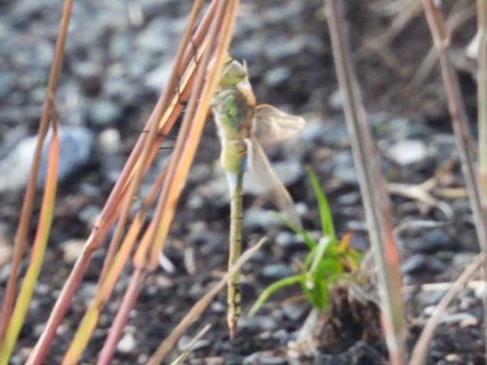 sean_ire's tweet image. I also found this Vagrant Emperor Dragonfly yesterday at Corlea Bog. It is the first inland record of this species in Ireland. @MidShannon @BioDataCentre  #Dragonfly #insect #bogs