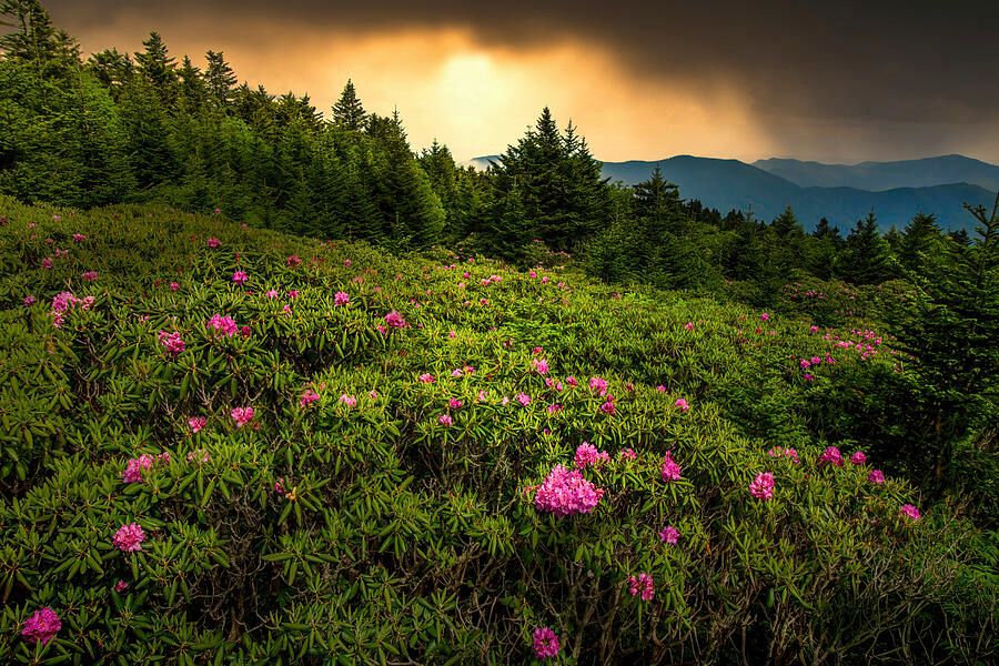 Blue Ridge Parkway Rhododendrons in Bloom!   buff.ly/LNfg5Mh  Perfect for home or office!

#SheliaHuntPhotography #BuyIntoArt #BlueRidgeParkway
