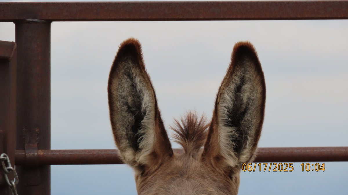 Guess who's back at the Wheatland Off-Range Corral 👀

Burros are back and ready for the Corral's next adoption event coming up this Saturday, June 21!

Stay tuned for more details and photos of all the animals that will be available 😬