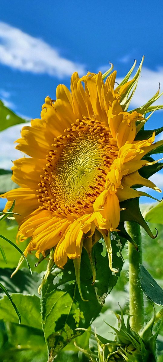 kSMSW32QEiymD2D's tweet image. 𝐺𝑜𝑜𝑑 𝑚𝑜𝑟𝑛𝑖𝑛𝑔
6月18日 ᵂᵉᵈ ☀
𝑤𝑜𝑟𝑑𝑠 𝑡𝑜 𝑠𝑎𝑦 ·˖✶🍀
壁にぶつかると
決まって【大変】
呟いてしまう
文字に記し気が付いたᝰ🖋꙳⋆
大きく変わる𓂃◌𓂂
日本古代からの言霊
信じよう🫧
発した言葉は現実に影響を与える
ポジティブ思考が大切 … 𝑛𝑎𝑜💍
↓ 🌻 去年の夏 🌻