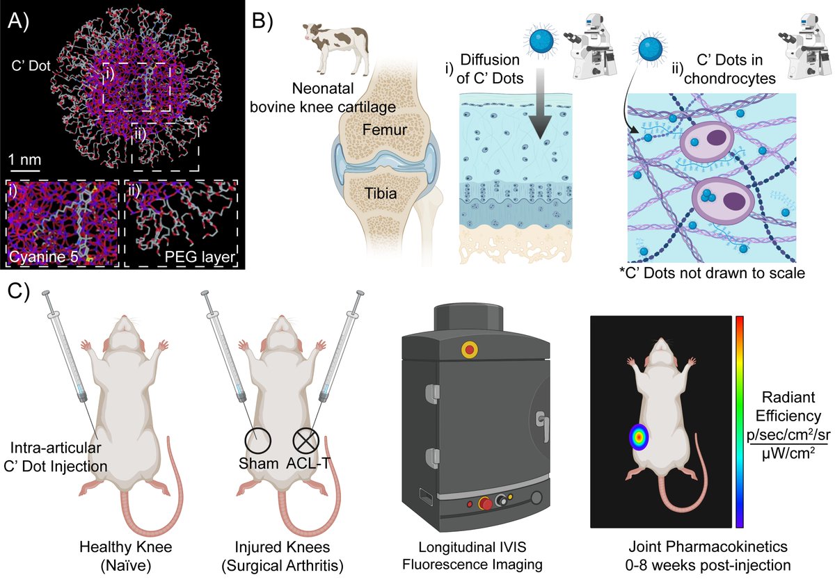 Bonassar Lab (@bonassarlab) on Twitter photo Congratulations to <a href="/FortinAiyana/">Aiyana Fortin</a> for her paper in <a href="/ActaBio/">Acta Biomaterialia</a> describing extended joint residence time and chondrocyte internalization of CāDot nanoparticles for #osteoarthritisĀ therapy. #NSFfunded <a href="/GroupWiesner/">Wiesner Group</a> <a href="/CornellBME/">Cornell BME</a> Ā <a href="/CornellMSE/">Materials Science and Engineering at Cornell</a> Congratulations to <a href="/FortinAiyana/">Aiyana Fortin</a> for her paper in <a href="/ActaBio/">Acta Biomaterialia</a> describing extended joint residence time and chondrocyte internalization of CāDot nanoparticles for #osteoarthritisĀ therapy. #NSFfunded <a href="/GroupWiesner/">Wiesner Group</a> <a href="/CornellBME/">Cornell BME</a> Ā <a href="/CornellMSE/">Materials Science and Engineering at Cornell</a>