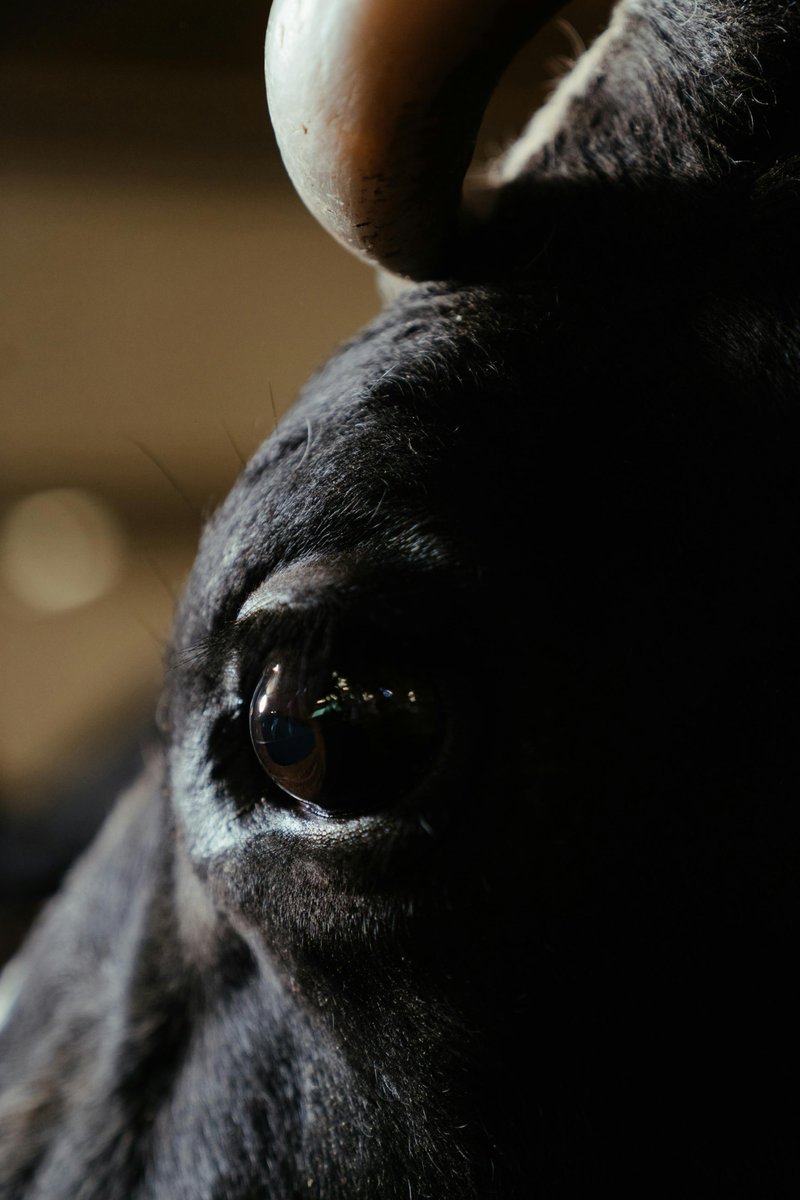 Anthrozoös Journal (@anthrozoosj) on Twitter photo New Research: " The Paradox of Bullfighting: Emotions and (Infra)humanization in Bullfighting Enjoyment"
<a href="/UdeGuanajuato/">Universidad de Guanajuato</a> <a href="/UNIRuniversidad/">Universidad Internacional de La Rioja (UNIR)</a> <a href="/Oscar_Cnst/">Óscar Fdez Ballbé</a>
#Anthrozoology #HumanAnimalInteraction #Bullfighting
doi.org/10.1080/089279… New Research: " The Paradox of Bullfighting: Emotions and (Infra)humanization in Bullfighting Enjoyment"
<a href="/UdeGuanajuato/">Universidad de Guanajuato</a> <a href="/UNIRuniversidad/">Universidad Internacional de La Rioja (UNIR)</a> <a href="/Oscar_Cnst/">Óscar Fdez Ballbé</a>
#Anthrozoology #HumanAnimalInteraction #Bullfighting
doi.org/10.1080/089279…