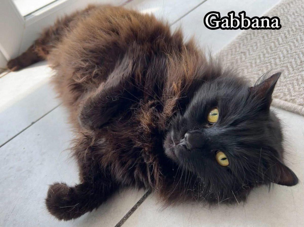 Just like his namesake, Gabbana will never go out of style. He’s 10 &amp; would prefer a quieter household so older children only please. He is happy to live with other cats but no dogs. He’d like access to outside where he can practice his life moto of 'life is a catwalk' 💜✨