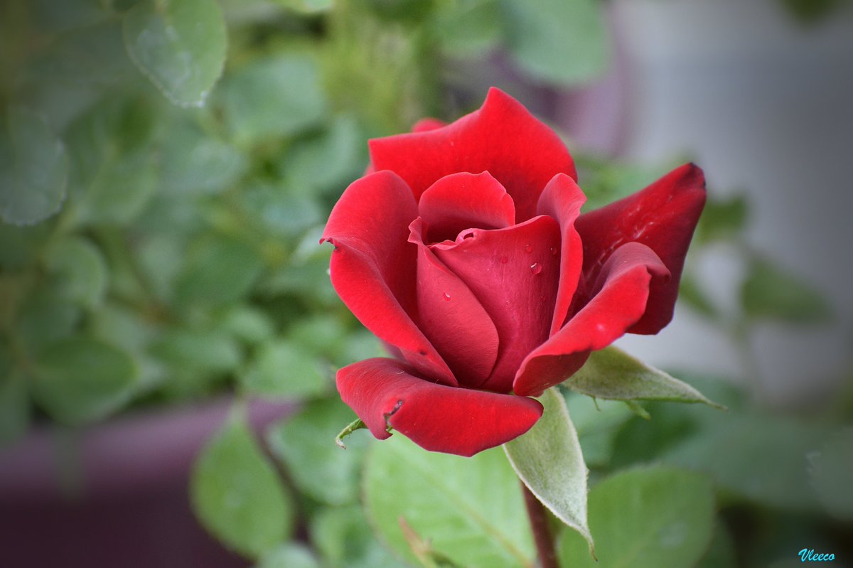 <a href="/goodenough_fu/">Donna</a>