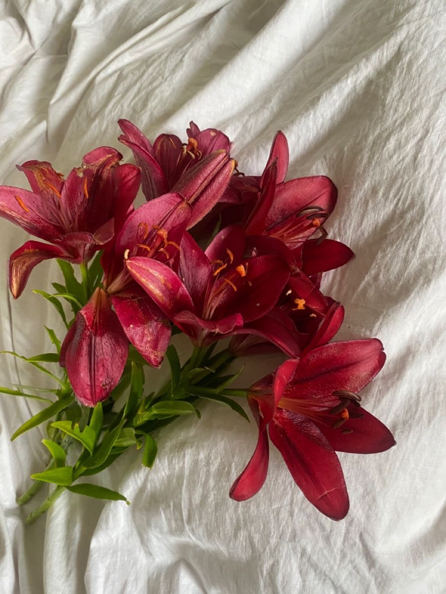 Burgundy lilies