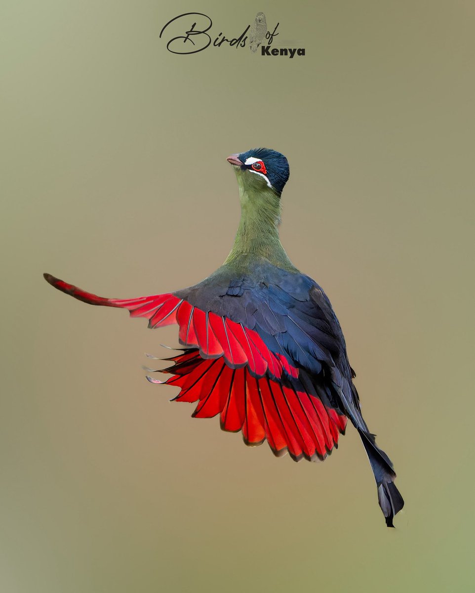 Waimaimba's tweet image. Hartlaub鈥檚 Turaco 馃摳馃嚢馃嚜 #BirdsSeenInKenya #BirdsOfTwitter #Birds