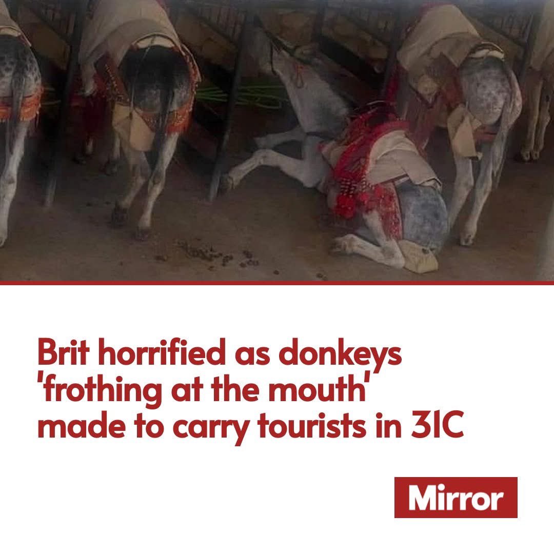 domdyer70's tweet photo. Brit tourists have urged a Spanish town to stop using “emaciated-looking" donkeys for tourist rides after distressing snaps of the animals came to light

https://t.co/nSkl939zWJ https://t.co/RSZOvD4TeE