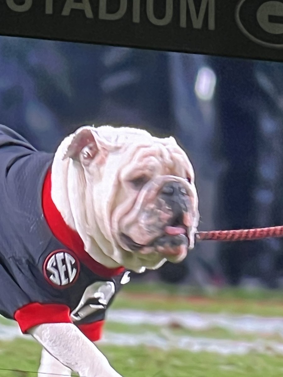 Happy national mascot day. #GoDawgs