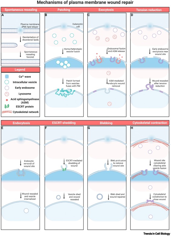 TrendsCellBio's tweet image. Time matters: the dynamics of plasma membrane repair dlvr.it/TLPkKc