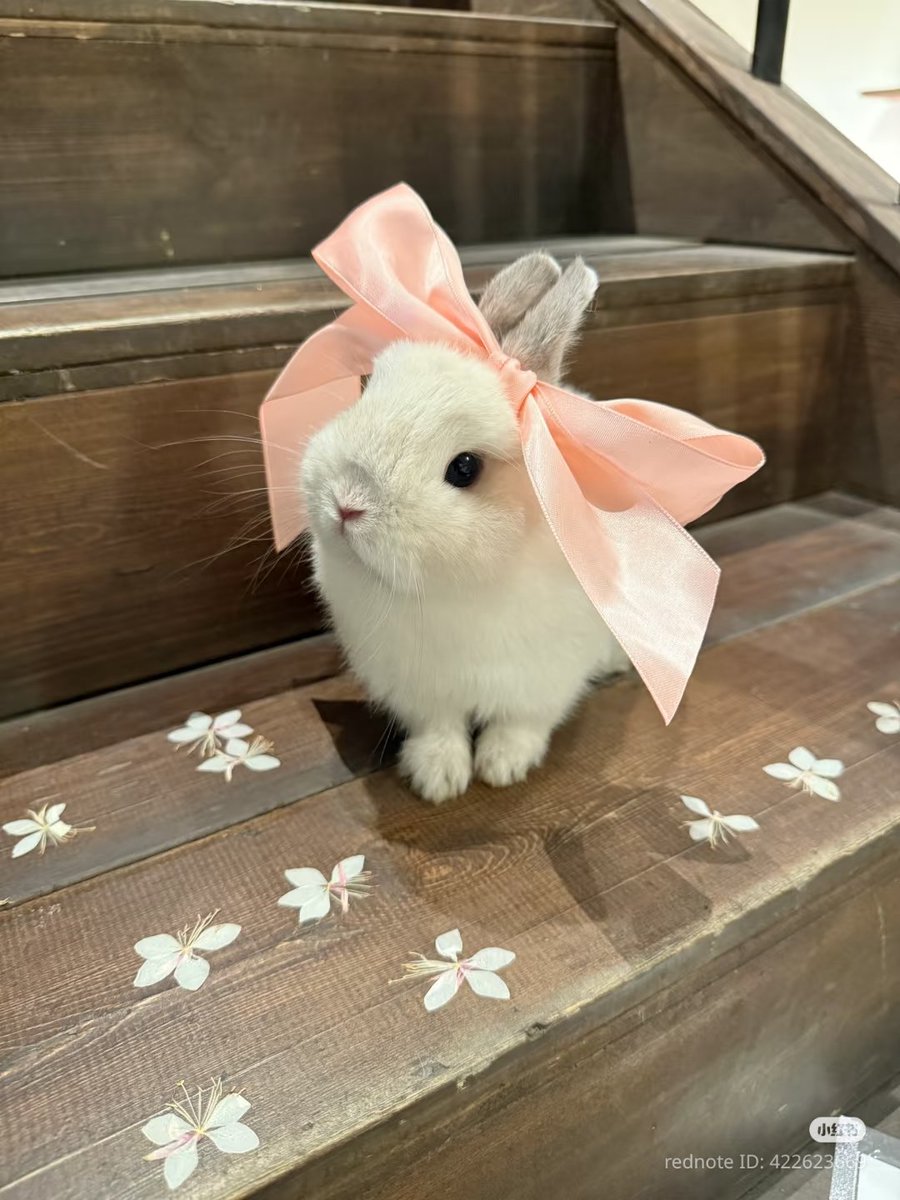 lovesickdoe's tweet image. bunny with a bow