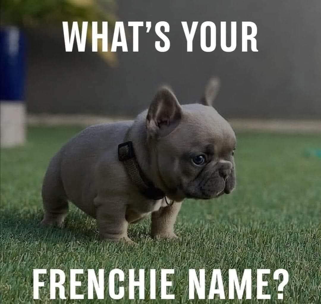 Frenchies Vibe tweet media