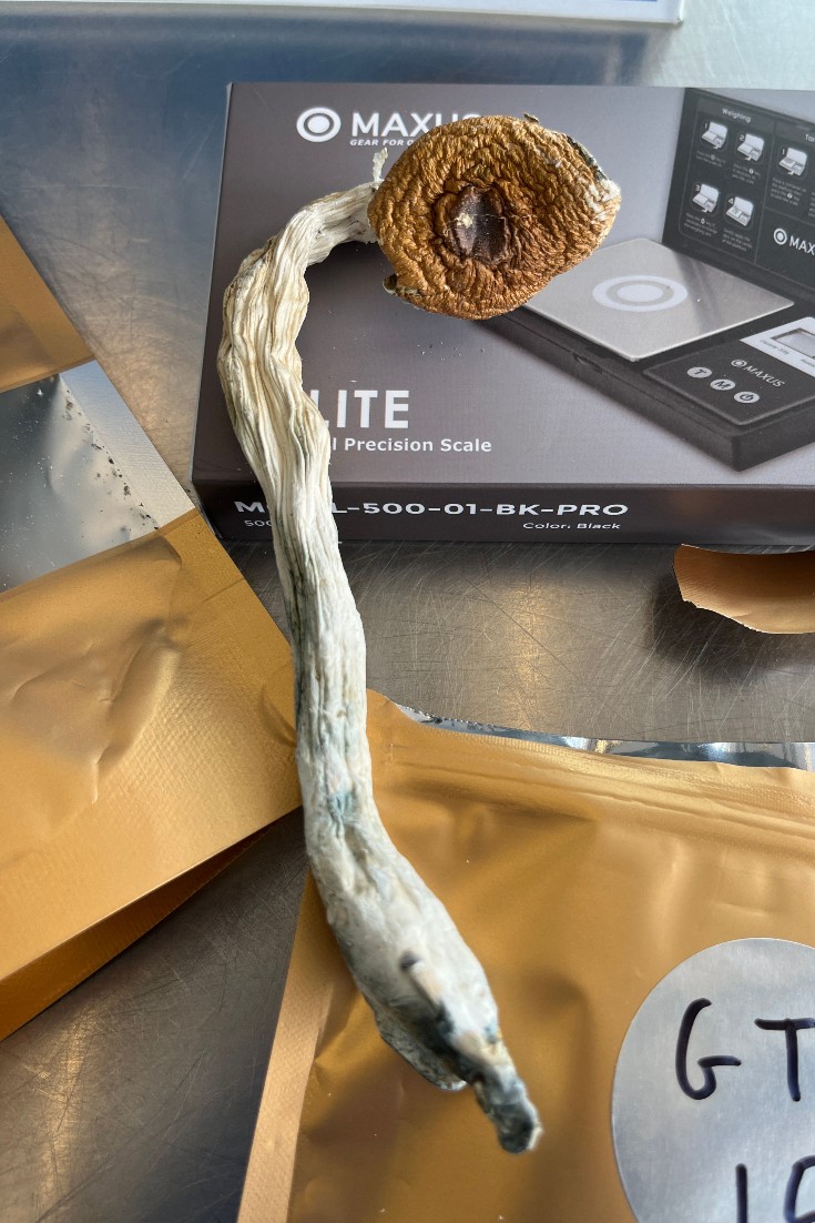 #SaultSteMarie <a href="/CBP/">CBP</a> officers seized three packages of "shrooms" from a pair of outbound travelers, June 7. Psilocybin comes from certain types of psilocybe mushrooms and is illegal in the U.S. 

🍄 High potential for abuse 
🍄 Overdose may result in psychosis or possible death