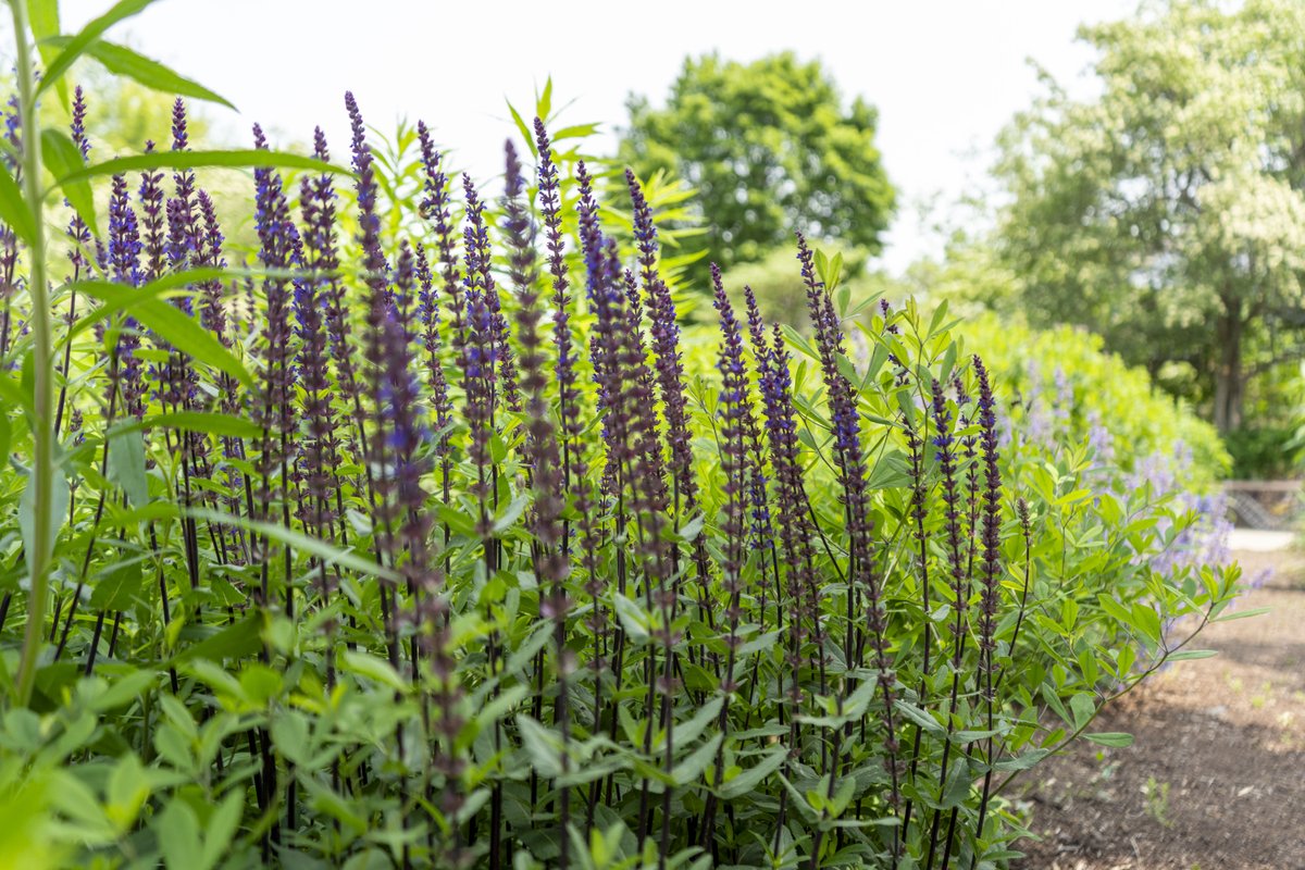 🐝 Pollinator Week starts today!
Swing by the Bird &amp; Butterfly Garden from 3–5 p.m. to chat with a horticulturist and pick up a seed packet. 🌸
#PollinatorWeek #MinnetristaGardens