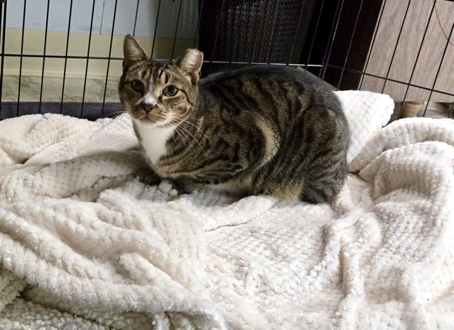 Temple College of Education and Human Development (@templecehd) on Twitter photo For #BringYourCatToWorkDay, meet Clark Kent, Associate Dean Christine Woyshner’s new WFH buddy! 🐾  Adopted this past year after a tough life on the streets, he’s still shy but adjusting.
Got a furry coworker? Share their name or pic! For #BringYourCatToWorkDay, meet Clark Kent, Associate Dean Christine Woyshner’s new WFH buddy! 🐾  Adopted this past year after a tough life on the streets, he’s still shy but adjusting.
Got a furry coworker? Share their name or pic!