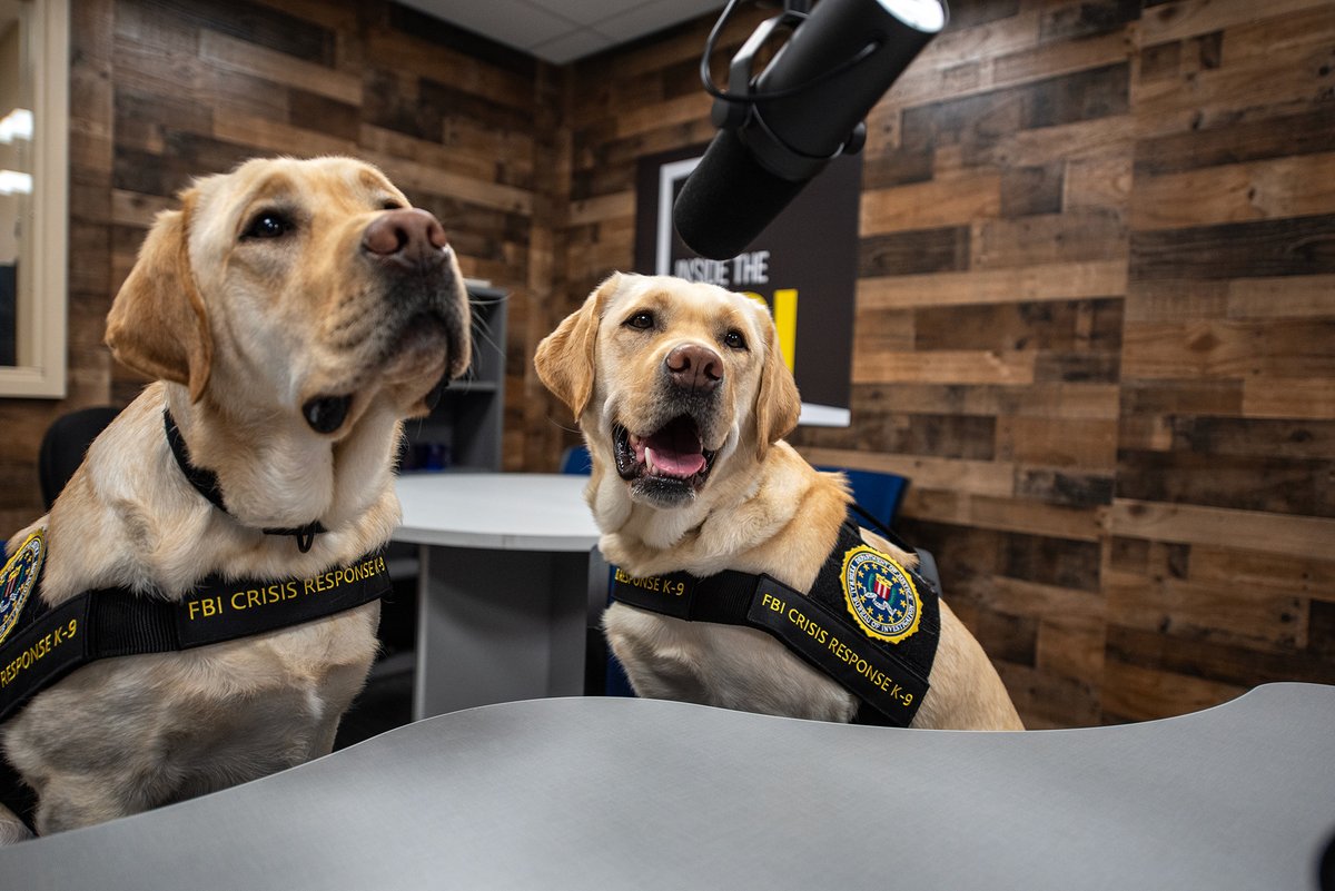 FBIJacksonville's tweet image. Welcome to the FBI, Taz and Peg!🐾These two yellow English labs are certified crisis response canines, and are specially trained to support victims of crime, and help secure convictions in violent crime and counterterrorism cases. Learn more: fbi.gov/news/stories/m…