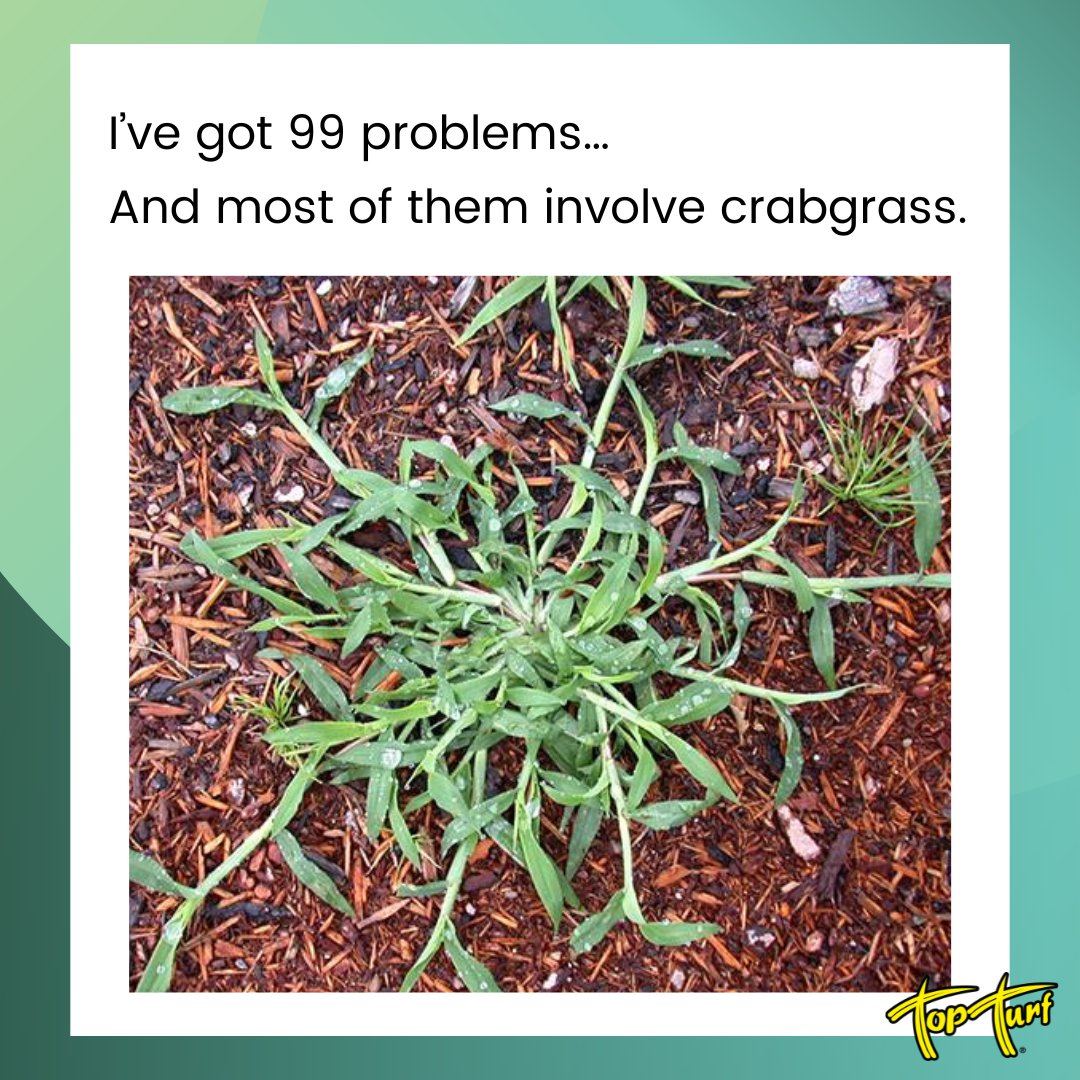 TopTurf's tweet image. Crabgrass: the uninvited guest that just won’t leave. Luckily, we’ve got the eviction notice ready. 💪🌿 
#WeedProblems #TopTurf #LawnCare #PestControl #Crabgrass #Weeds #LawnCareMeme