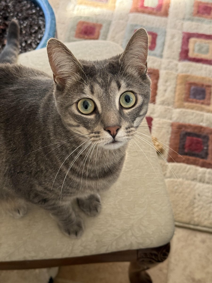 PawBoost tweet media