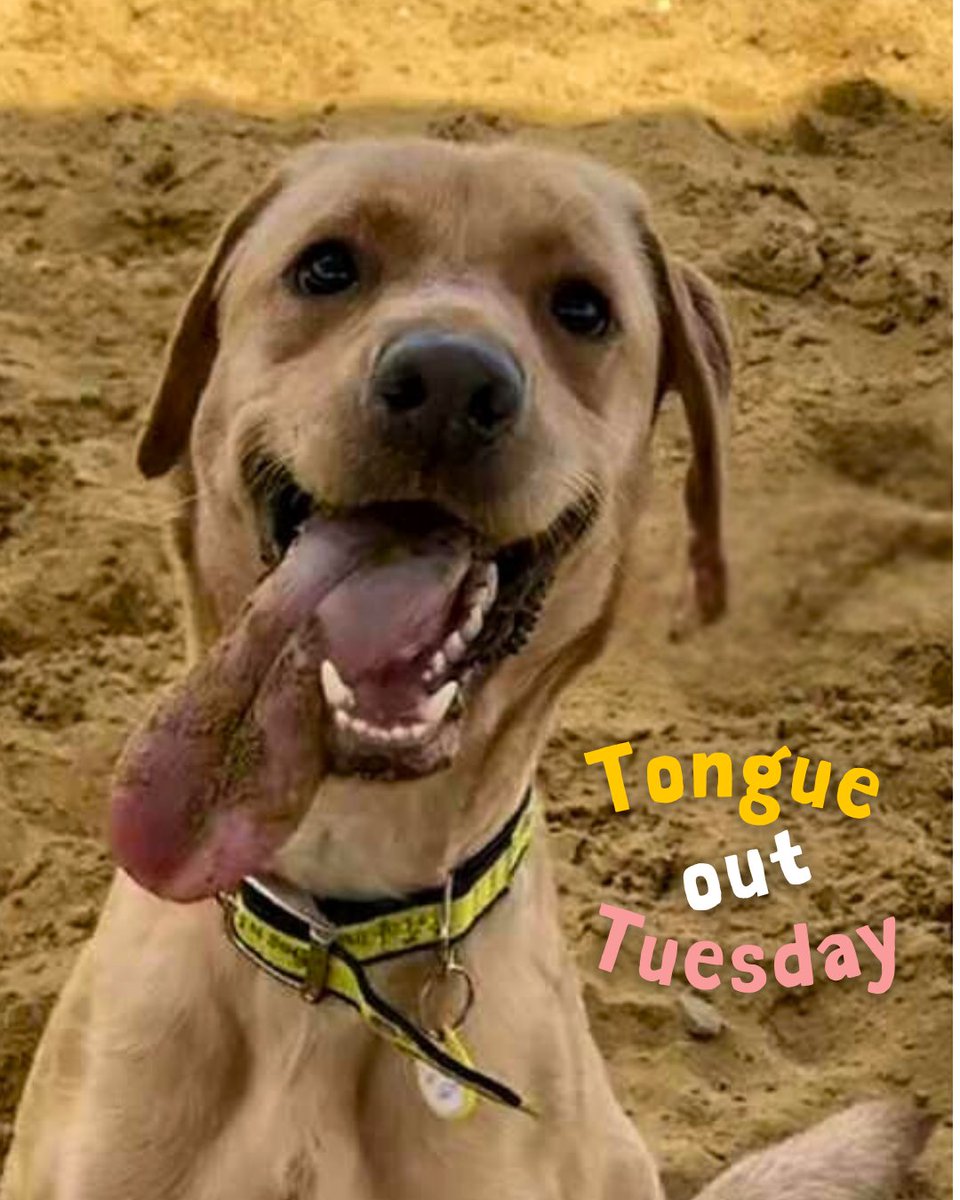 When you realise the beach may be made of snacks… 
😛🐶 
Doesn't Molly have the most marvellous tongue?

#TongueOutTuesday #SandySnout #MollyLab #AdoptMe #DogsTrust #DogsTrustSalisbury