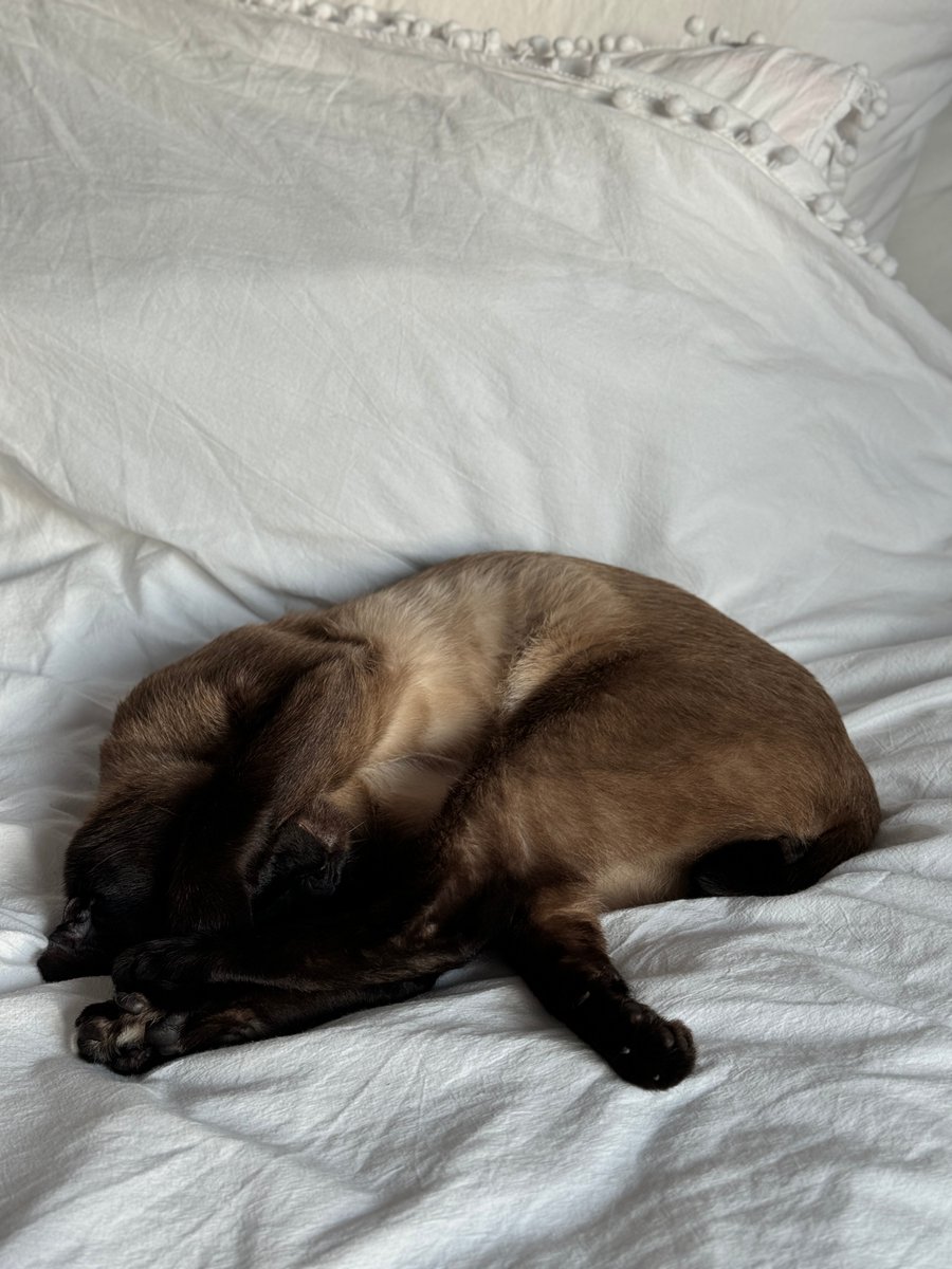 Nap game strong. Future professional sleeper in training 😸🐾