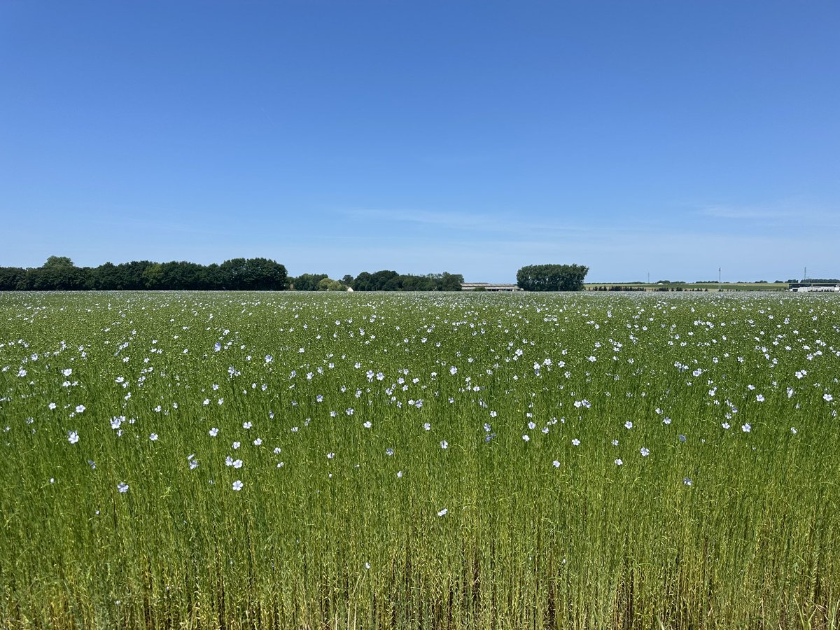 Traverser les champs de lin pour plaider