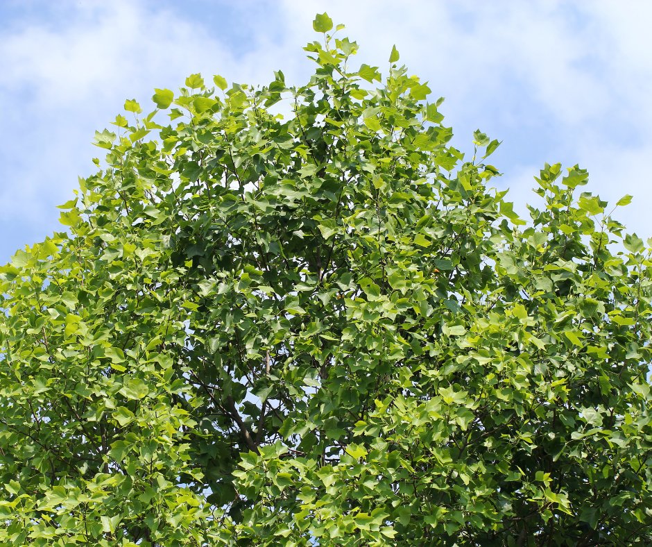 Great news, up to 12 trees will be planted in Ridgeway Village Square by the end of June.

We plan to plant tulip and serviceberry trees in a new layout that will ensure the trees have enough space, light, and nutrients to thrive, keeping Fort Erie beautiful 🌳