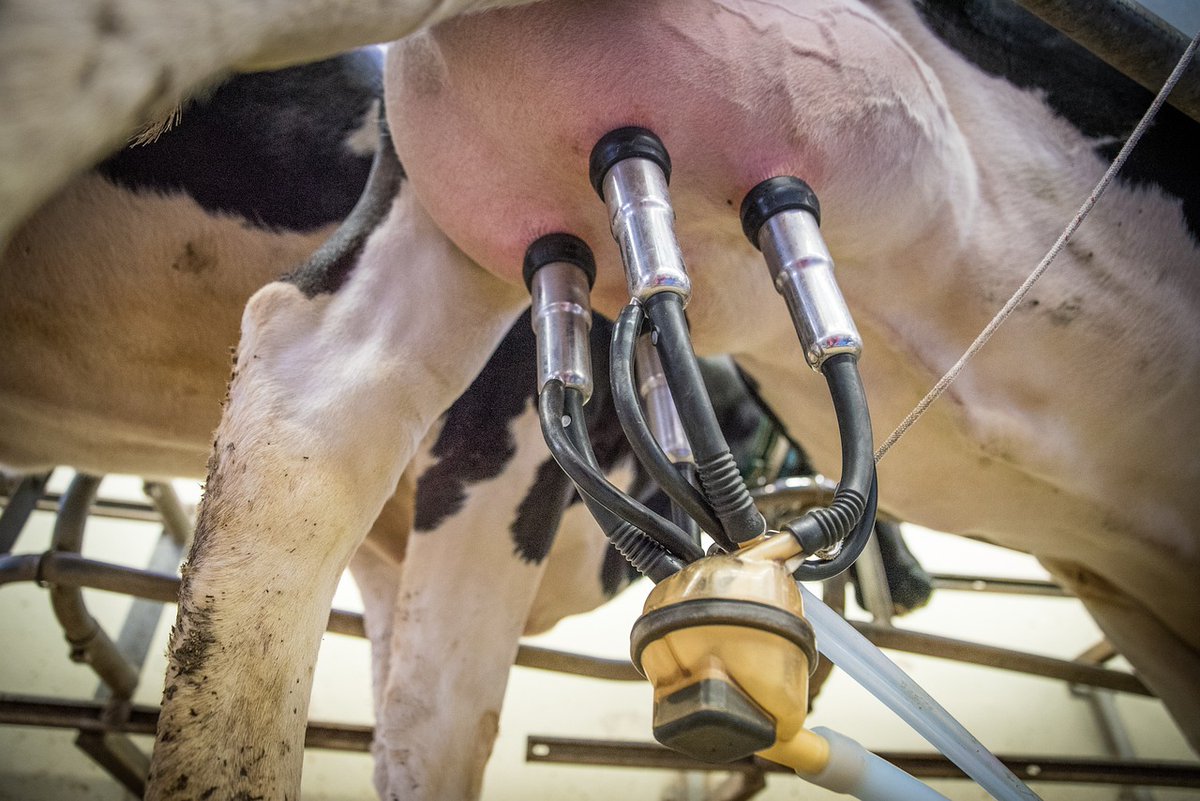 📈 June milk prices remain stable – but in a volatile market, healthy cows = consistent output.
✅ Regular hoof trims
✅ Less lameness
✅ Better yield
Stay productive with us: ow.ly/76vF50W4ZLA
#DairyFarming #MilkPrices #HoofCare #foottrimming #hooftrimming #cows #cattle