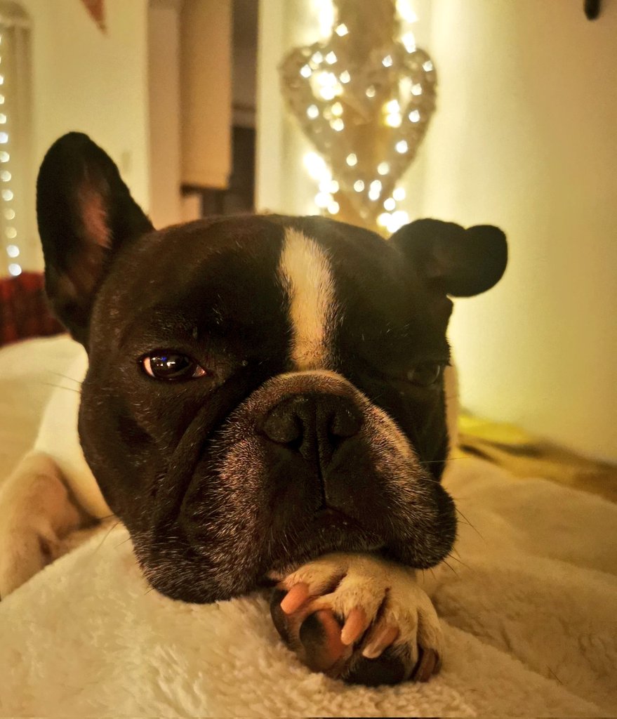 RIP Our Walter 🙏 💔

We've just said our goodbyes, and he's gone to doggy heaven.

He is at peace now. ❤️