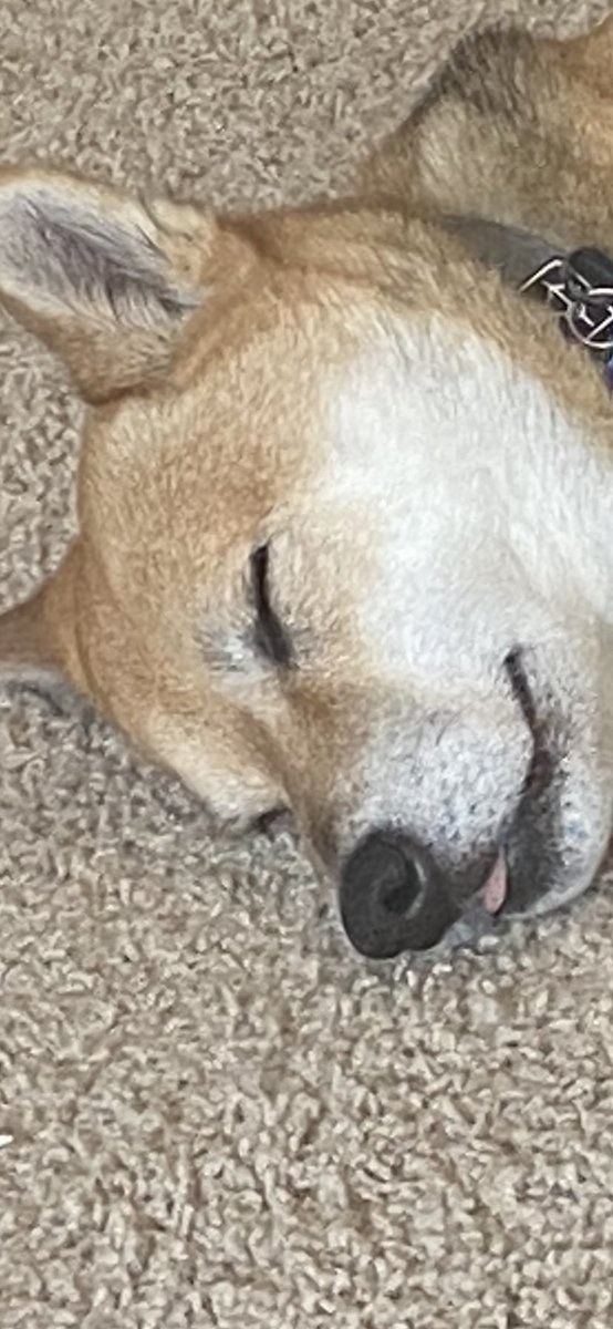 Scarlet Dangerfloof tweet media