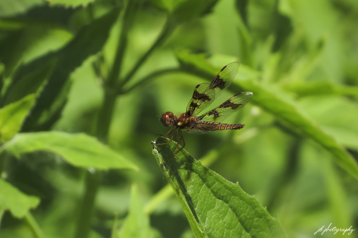 Eastern amberwing in the native garden.
