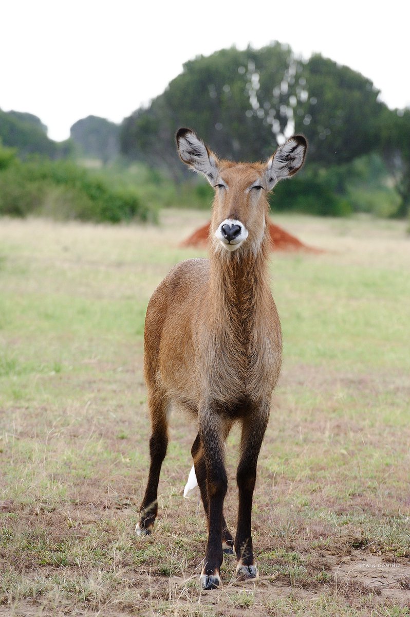 She is really what she thinks she is 😁

📸: 📍 Kasenyi Plains-Queen Elizabeth National Park

#ExploreUganda  #VisitUganda