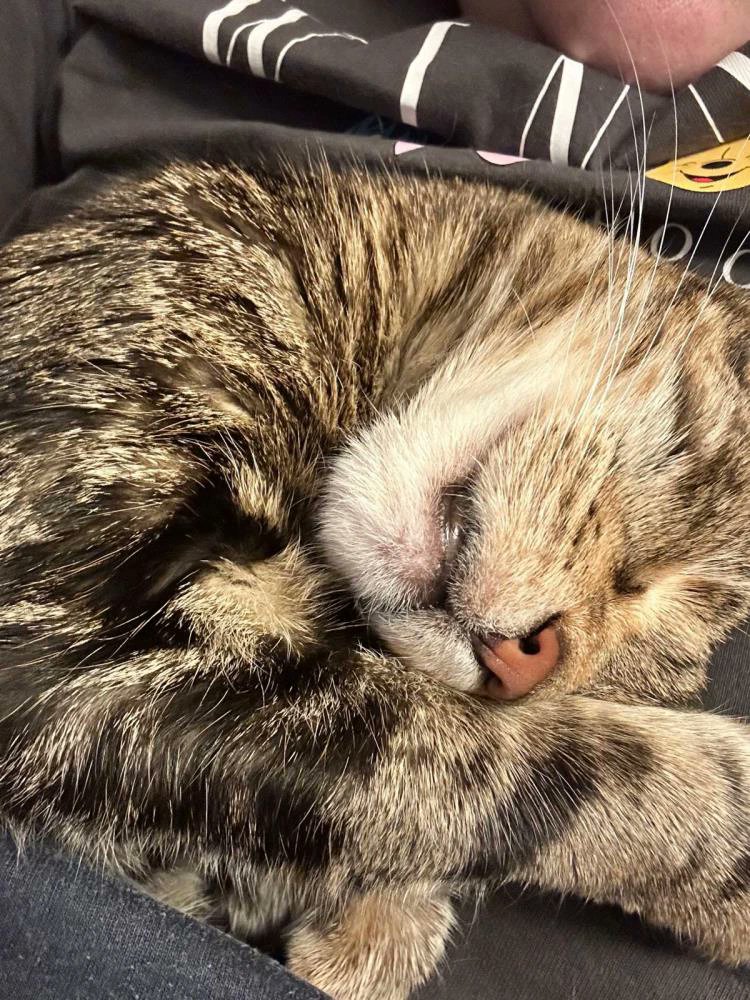 Elsa is a beautiful 8/9 year old tabby. Her heart is full of love and cuddles and loves a lap to curl up on and will thrive in a quiet home where she can feel secure and relaxed.

More and enquire: cats.org.uk/cherwell#adopt…

#CatsOfX #AdoptDontShop #CatsOfTwitter