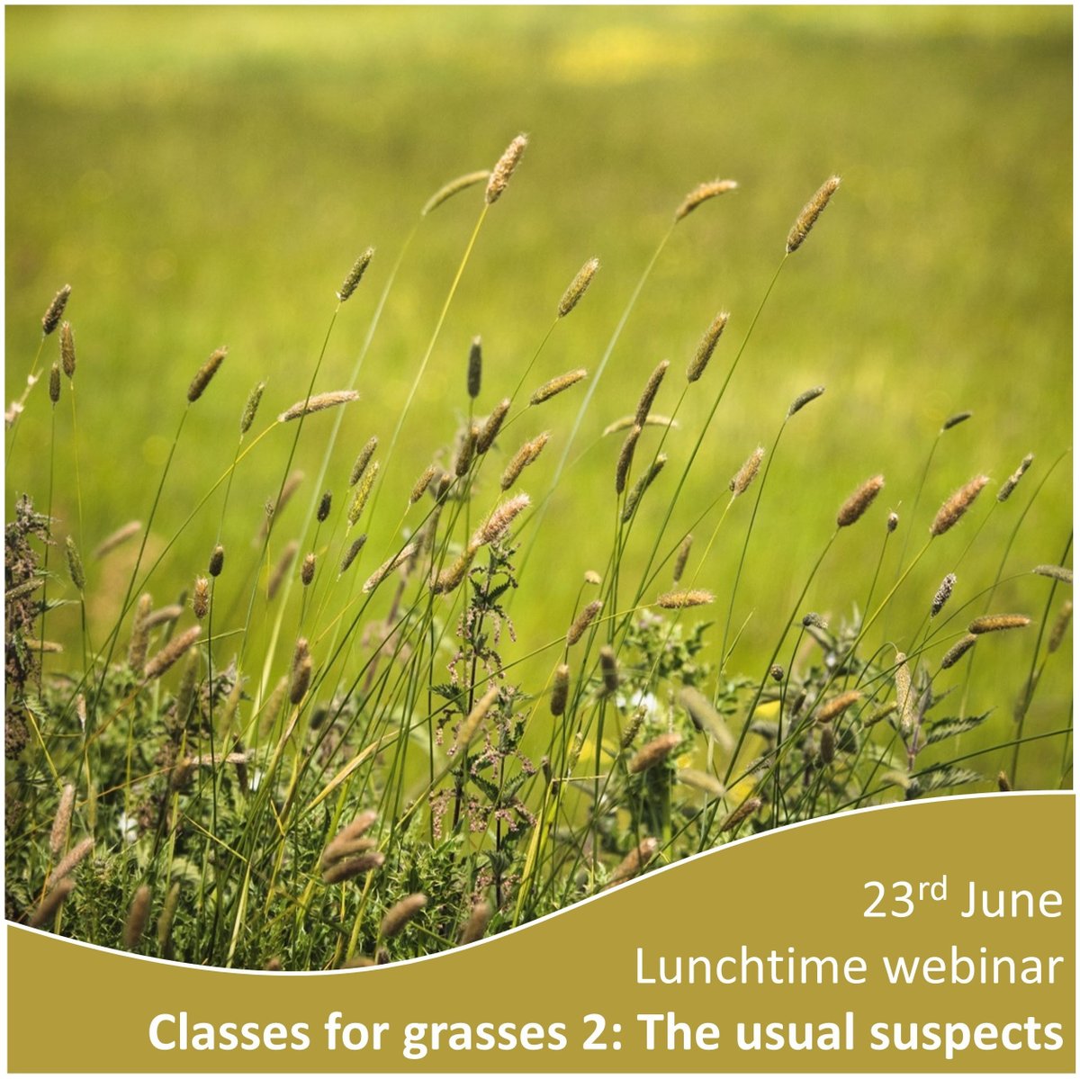 National Plant Monitoring Scheme (@thenpms) on Twitter photo Online webinar Mon 23rd June - Classes for Grasses 2. 
Is grass ID knocking your confidence? This session will help you get familiar with NPMS grass indicator species. We’ll look at the identifying features of grasses. For more details & to book ow.ly/gl0z50WaTPe Online webinar Mon 23rd June - Classes for Grasses 2. 
Is grass ID knocking your confidence? This session will help you get familiar with NPMS grass indicator species. We’ll look at the identifying features of grasses. For more details & to book ow.ly/gl0z50WaTPe