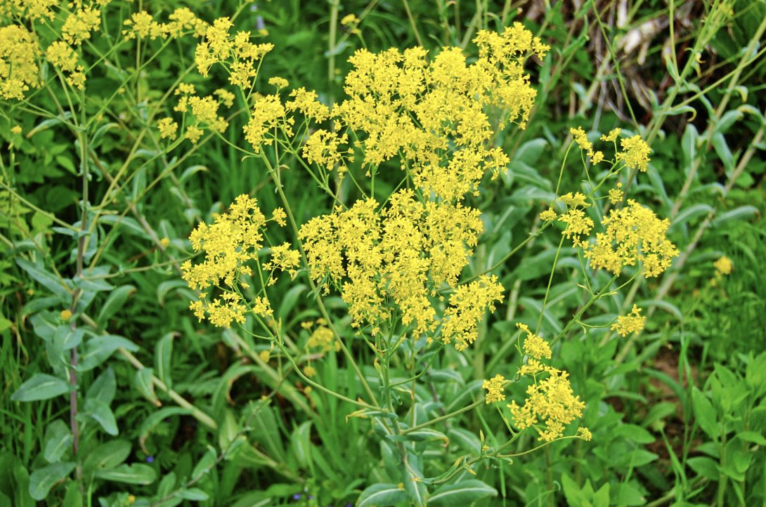 Researchers from Ca’ Foscari University of Venice and the University of Padua have uncovered the earliest direct evidence of Upper Palaeolithic humans deliberately processing the non-edible plant Isatis tinctoria.

Read more: hubs.li/Q03sgzSl0