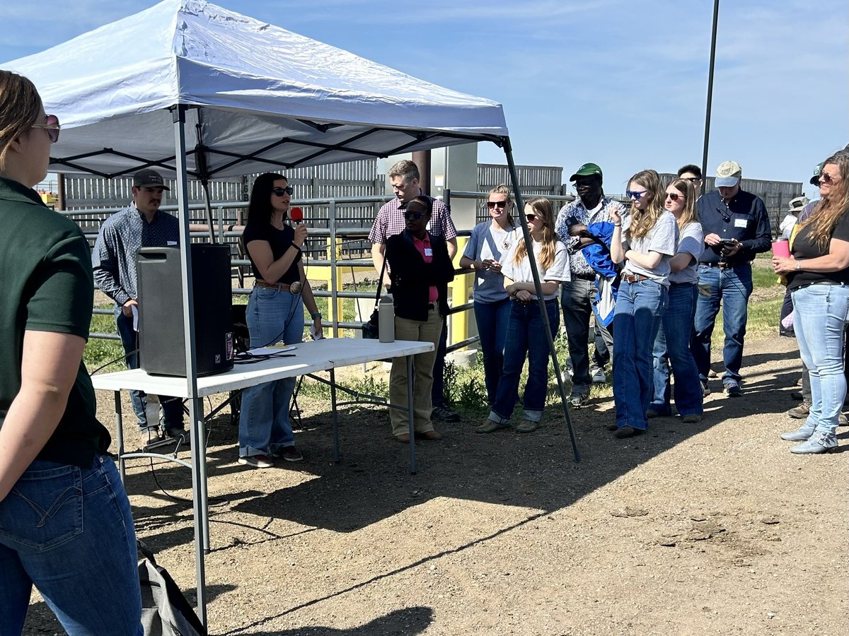 USask AgBio (@agbiousask) on Twitter photo At the 2025 <a href="/LFCE_usask/">Livestock & Forage Centre of Excellence</a> Field Day, MSc student Darby Meyer talks about developing strategies to reduce the toxicity of ergot alkaloids in the diet of feedlot cattle. #USaskResearch At the 2025 <a href="/LFCE_usask/">Livestock & Forage Centre of Excellence</a> Field Day, MSc student Darby Meyer talks about developing strategies to reduce the toxicity of ergot alkaloids in the diet of feedlot cattle. #USaskResearch