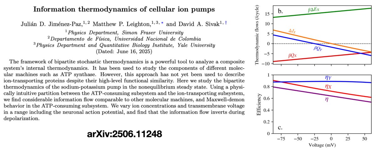 Matt Leighton (@mattleighton5) on Twitter photo New preprint out today: “Information Thermodynamics of Cellular Ion Pumps”. Led by talented undergraduate student Julián Jiménez-Paz, and working with <a href="/DavidASivak/">David Sivak</a>, we explore the thermodynamics of cellular ion pumps like the sodium-potassium pump. New preprint out today: “Information Thermodynamics of Cellular Ion Pumps”. Led by talented undergraduate student Julián Jiménez-Paz, and working with <a href="/DavidASivak/">David Sivak</a>, we explore the thermodynamics of cellular ion pumps like the sodium-potassium pump.
