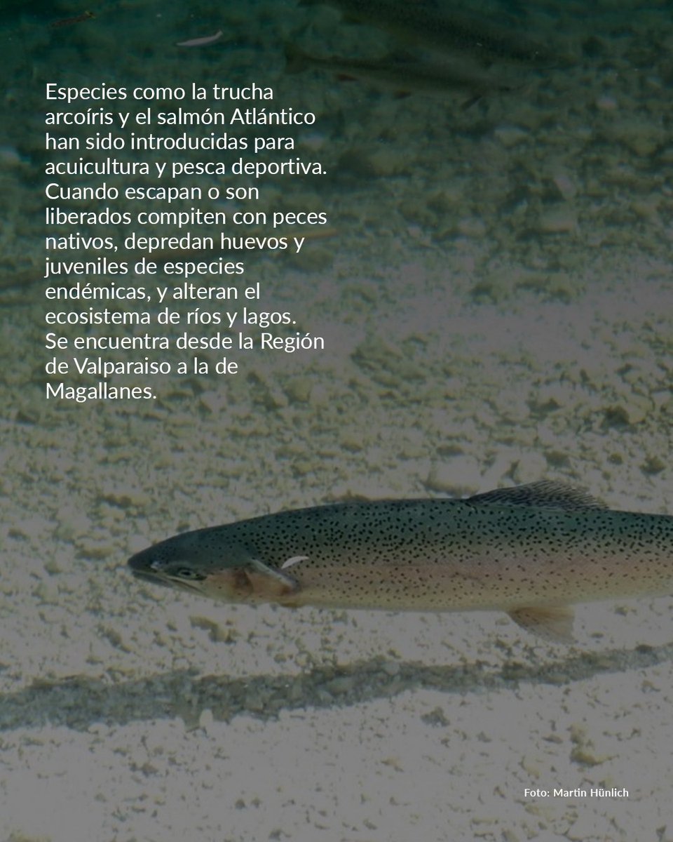 Invasores que amenazan nuestra biodiversidad 🌱

No todas las especies que vemos en la naturaleza son parte del equilibrio natural. Desde el jabalí hasta el hongo quítrido, estas especies exóticas invasoras alteran ecosistemas, desplazan a la fauna nativa y hasta ponen en riesgo
