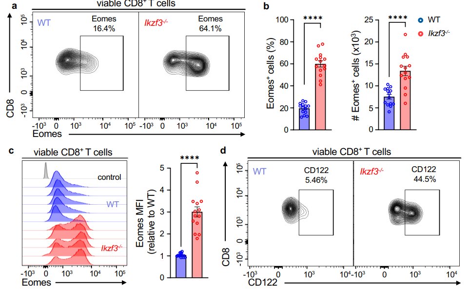 LabWaggoner's tweet photo. Preprint: Aiolos restricts the generation of antigen-inexperienced, virtual memory CD8+ T cells
https://t.co/mnnPTuezmJ @OestreichLab https://t.co/fRsdyTwbmw