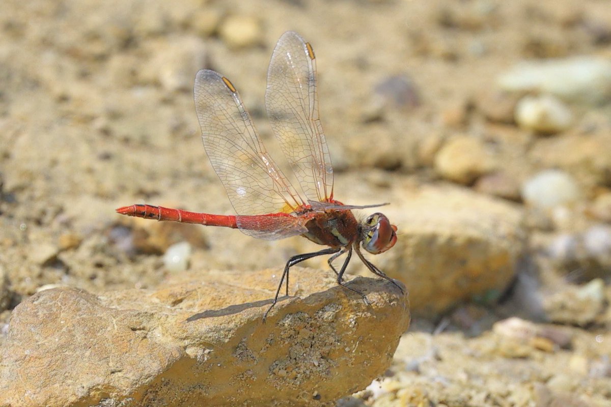 ScratchTrev's tweet image. After decades of hope, finally nailed Red-veined Darter at Bempton RSPB Reserve today! Of course a scorching male, and constitutes first reserve record! Also a reserve 3rd record of Black-tailed Skimmer, an immature male. 
Hopefully more to come over the week ahead 🙏🏼