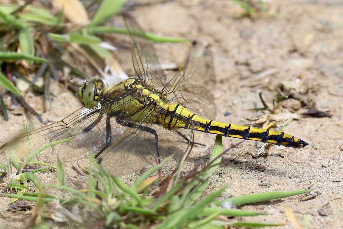 ScratchDial (@scratchtrev) on Twitter photo After decades of hope, finally nailed Red-veined Darter at Bempton RSPB Reserve today! Of course a scorching male, and constitutes first reserve record! Also a reserve 3rd record of Black-tailed Skimmer, an immature male. 
Hopefully more to come over the week ahead 🙏🏼 After decades of hope, finally nailed Red-veined Darter at Bempton RSPB Reserve today! Of course a scorching male, and constitutes first reserve record! Also a reserve 3rd record of Black-tailed Skimmer, an immature male. 
Hopefully more to come over the week ahead 🙏🏼