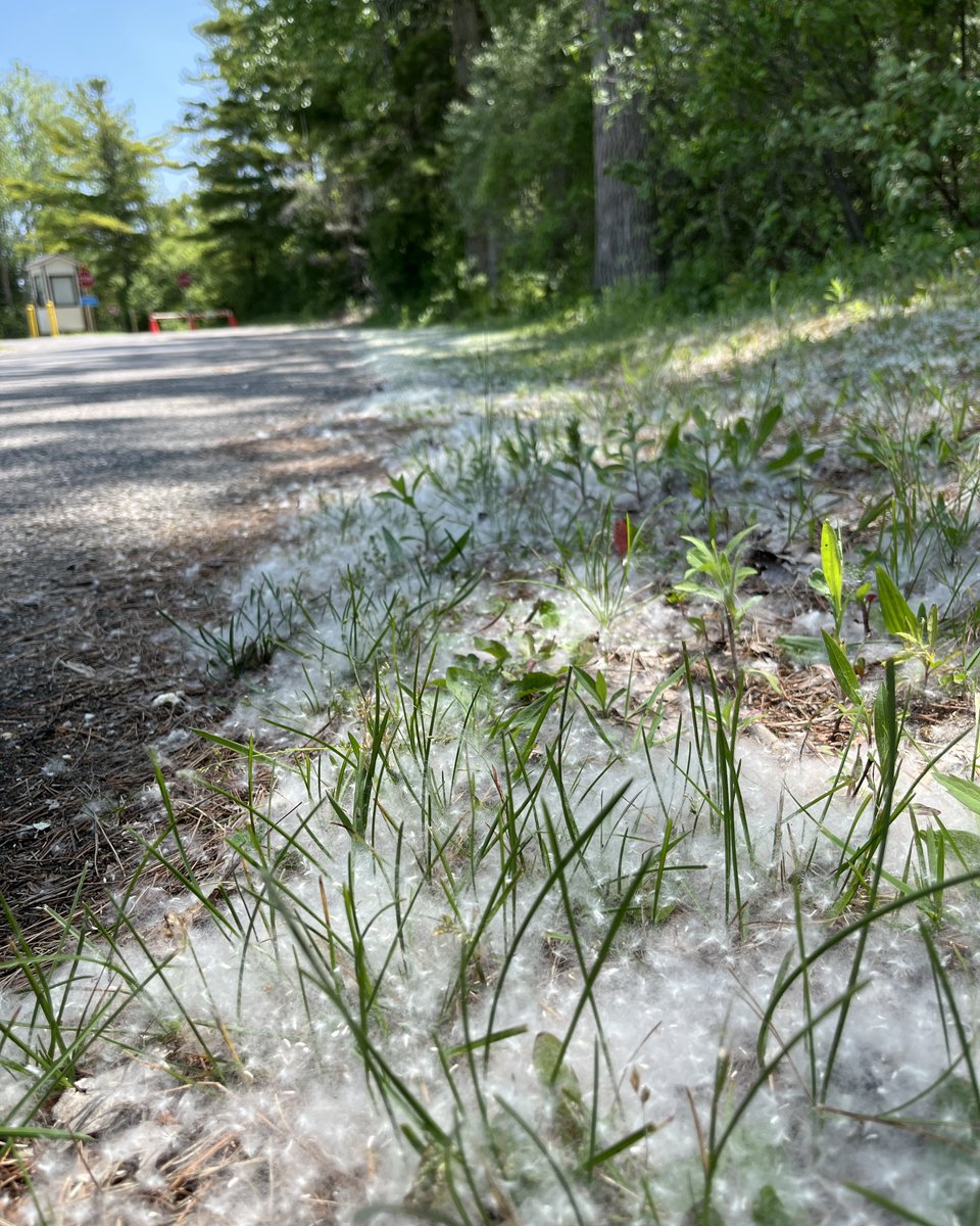 Seeing fluffy white tufts floating through the air? It’s our Cottonwood trees shedding their cotton, covering Long Point like a summer snowfall!🌳❄️ 

🔥This cotton is highly flammable, so be sure keep your campfire within the designated firepit and never leave it unattended.