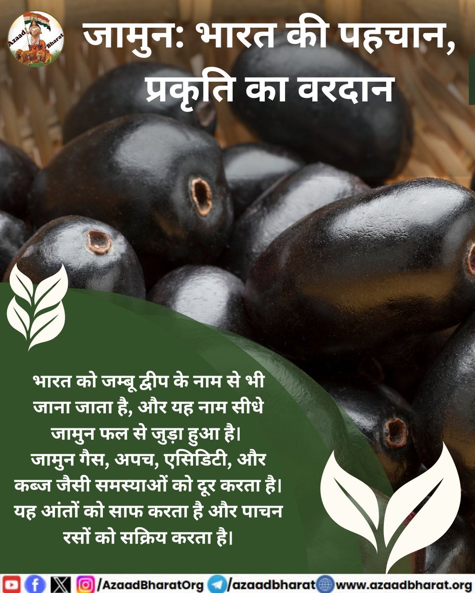 जामुन केवल एक मौसमी फल नहीं, बल्कि भारत की प्राकृतिक संपदा, सांस्कृतिक विरासत, और औषधीय धरोहर है। यदि इसकी वैज्ञानिक और योजनाबद्ध खेती की जाए, तो यह किसानों की आमदनी का बड़ा स्रोत बन सकता है।
पूरी पोस्ट पढ़े 👉🏻azaadbharat.org/?p=12278