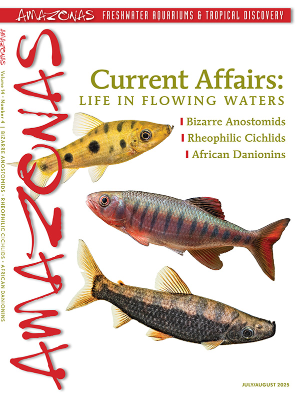 AmazonasMag's tweet image. The digital edition of the July/August 2025 issue, CURRENT AFFAIRS, went live this morning! Requires an active #AMAZONASmagazine subscription to read. Don't have one? amazonasmagazine.com/subscribe
#aquarium #aquariums #aquariumhobby #aquariumtrade #fish #freshwater #aquascaping