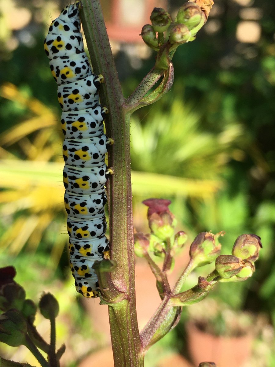 A caterpillar on one of the plants in my garden. Very beautiful, does anybody know what it is?