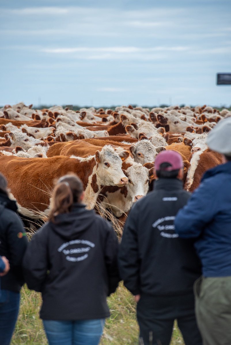 La #girainternacionalhereford2025 finalizó a pura emoción en el Establecimiento Pingo Viejo, en el departamento de Salto, Uruguay. Carlos Parietti nos trasmitió lo que significa la raza Hereford y la pasión por los Criollos.
#criandofuturo #hereforduruguay