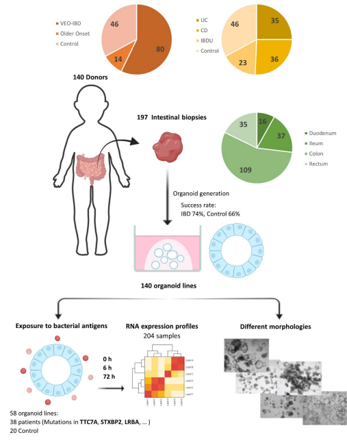 Preprint: A collection of patient-derived intestinal organoid lines reveals epithelial phenotypes associated with genetic drivers of pediatric inflammatory bowel disease
biorxiv.org/content/10.110…