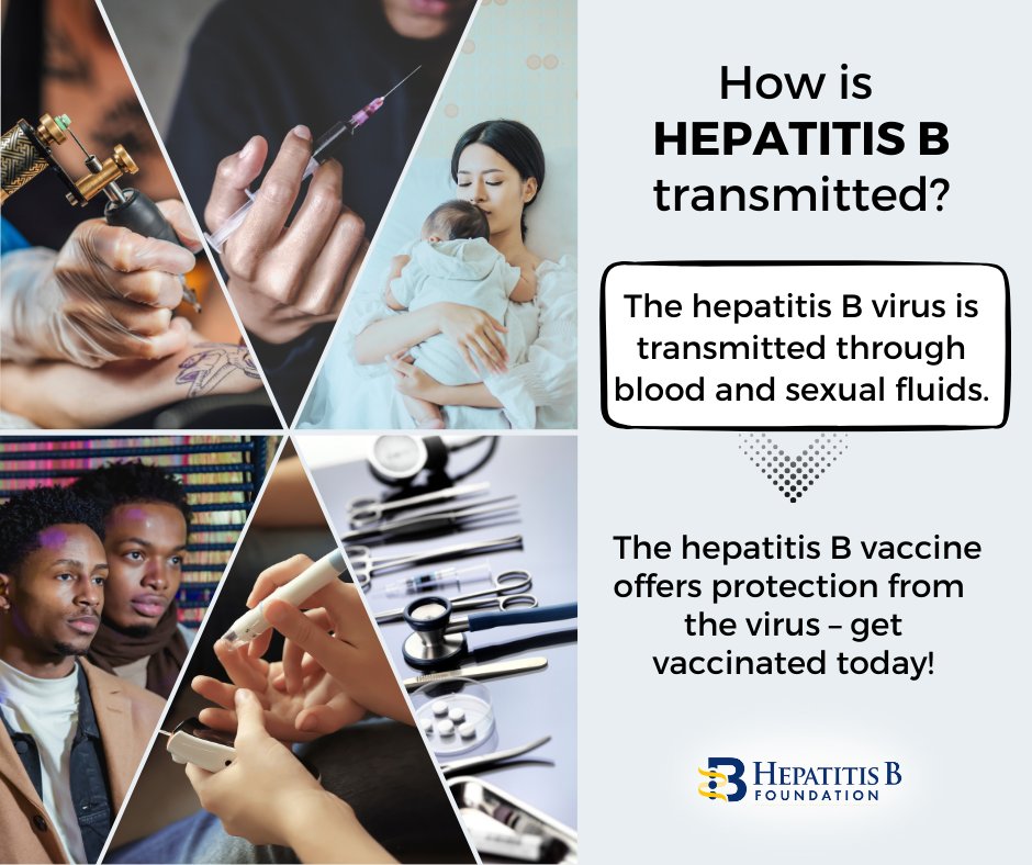 Hep B United (@hepbunited) on Twitter photo Q: How is #hepatitisB transmitted? 🩸
A: The hepatitis B virus is transmitted through blood and sexual fluids. 
🔊The hepatitis B 💉 vaccine offers protection from the virus – get vaccinated today!
Learn more 📲  hepb.org/prevention-and… Q: How is #hepatitisB transmitted? 🩸
A: The hepatitis B virus is transmitted through blood and sexual fluids. 
🔊The hepatitis B 💉 vaccine offers protection from the virus – get vaccinated today!
Learn more 📲  hepb.org/prevention-and…