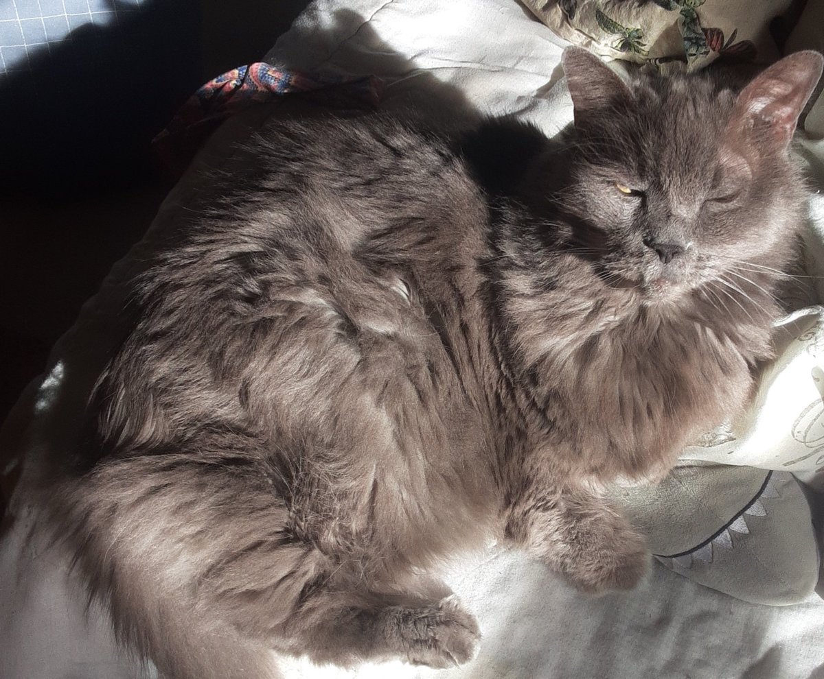 Hello friends, can you all see me? I think the ol' algorithm is playing tricks again! Have a very happy Tuesday. 

#CatsOfTwitter #CatsOnTwitter #cats #hedgewatch #catsofx