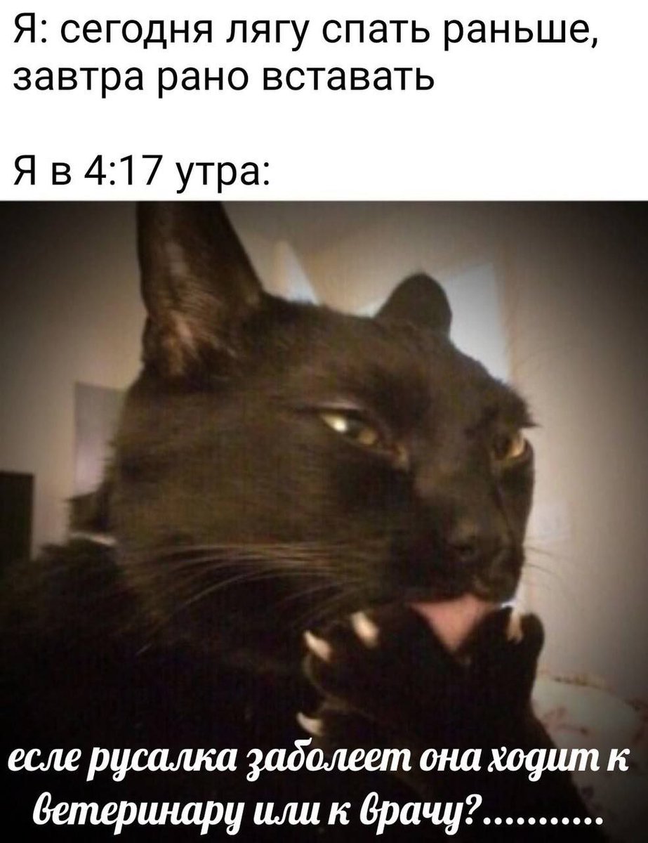 cats, i love cats (@catsilcats) on Twitter photo 