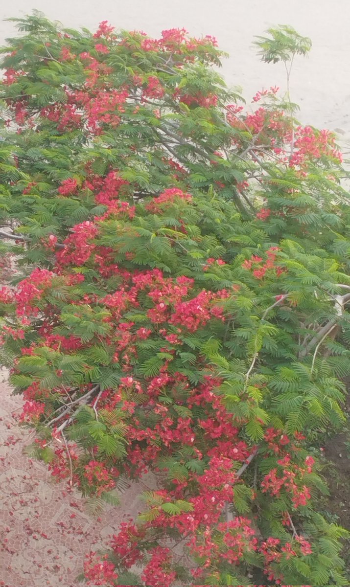 #البونسيانا  تتألق 
تزرع من البذور والعقل 
#بذرة
شاركونا صور البونسيانا لديكم 🥰