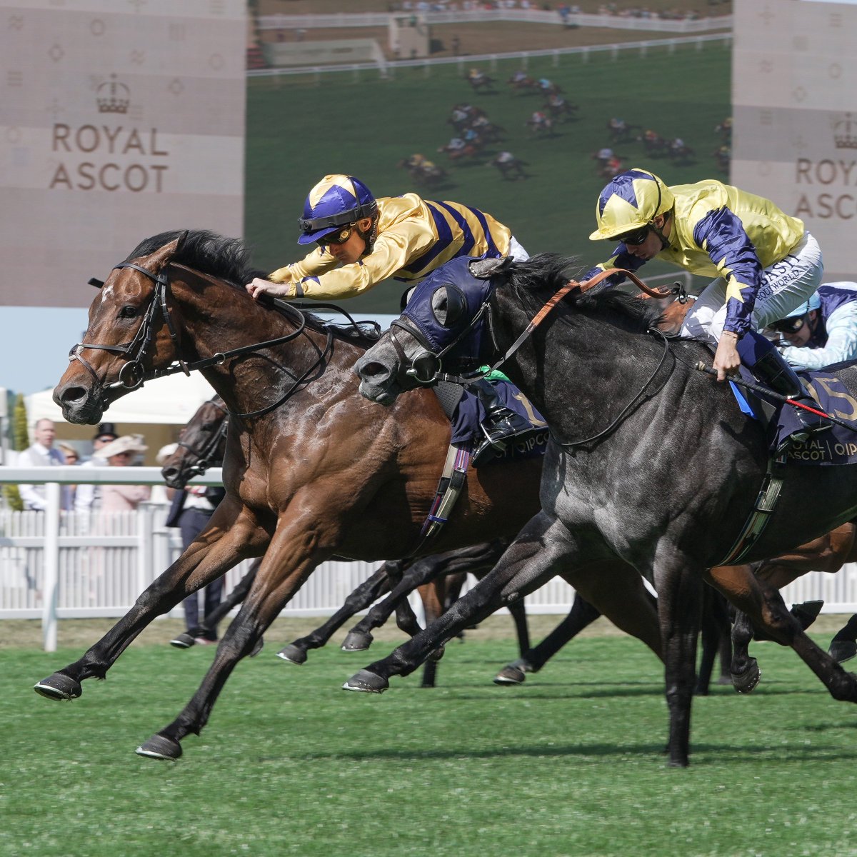 International Thoroughbred (@interthorough) on Twitter photo It was a day of Royal Ascot days for <a href="/MickleyStud/">Mickley Stud</a> and <a href="/BearstoneStud/">Bearstone Stud</a>, the stallion farms just 10 miles apart from each other in Shropshire and both standing stallions who sired first G1 winners today.
The Day 1 card kicked off with victory for Docklands in the Queen Anne Stakes It was a day of Royal Ascot days for <a href="/MickleyStud/">Mickley Stud</a> and <a href="/BearstoneStud/">Bearstone Stud</a>, the stallion farms just 10 miles apart from each other in Shropshire and both standing stallions who sired first G1 winners today.
The Day 1 card kicked off with victory for Docklands in the Queen Anne Stakes
